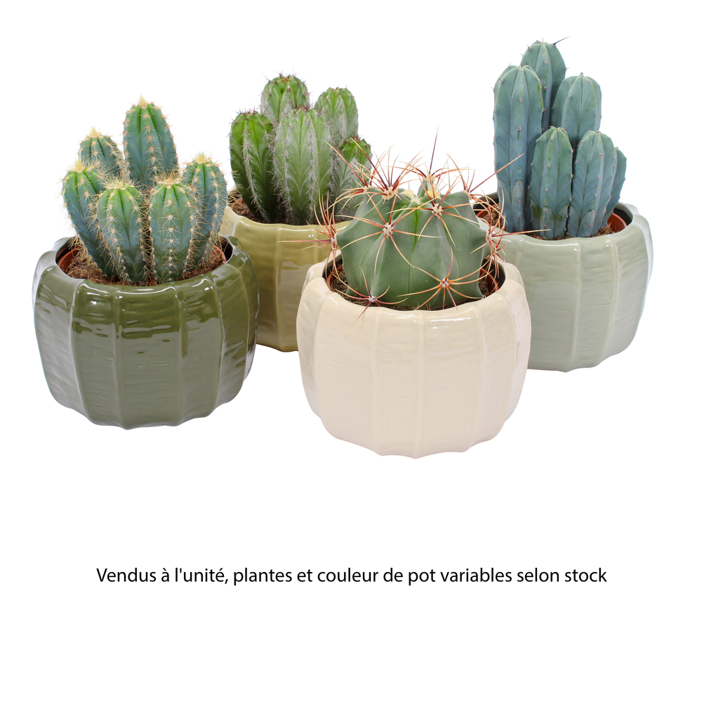 Cactus, variétés variées : coupe céramique 