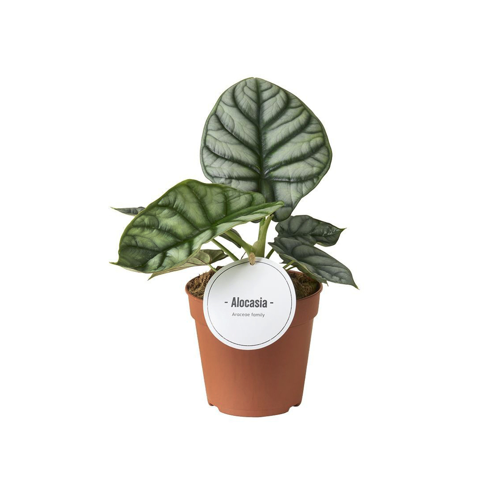 Alocasia 'Silver dragon' : pot D.12cm - H.25cm