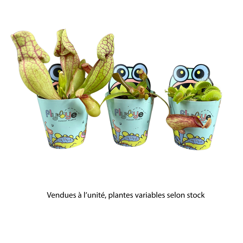 Plante carnivore, variétés variables : pot D.5,5cm - H.20cm