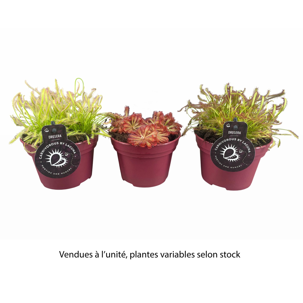Drosera, variétés variables : pot D.12cm - H.12cm