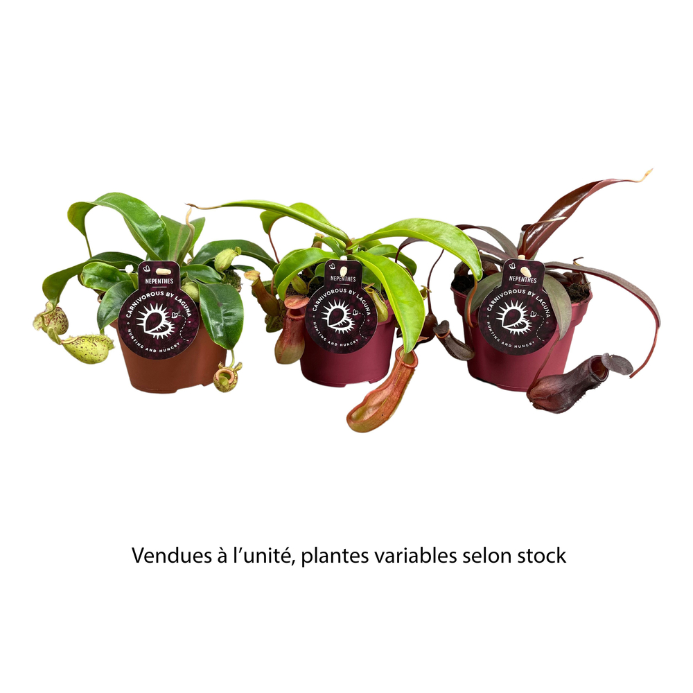 Nepenthes varié : pot D.12cm - H.17cm
