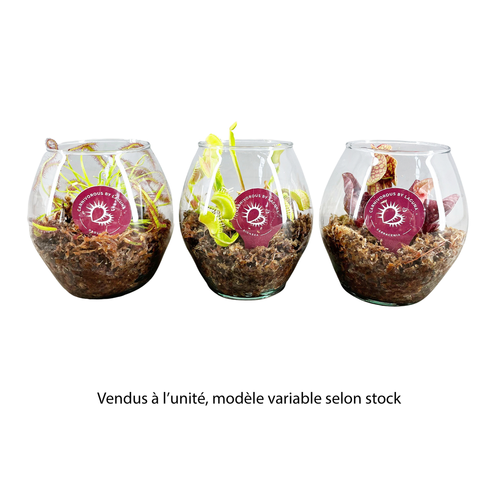 Plante carnivore, variétés variables : pot en verre D.13cm - H.12cm