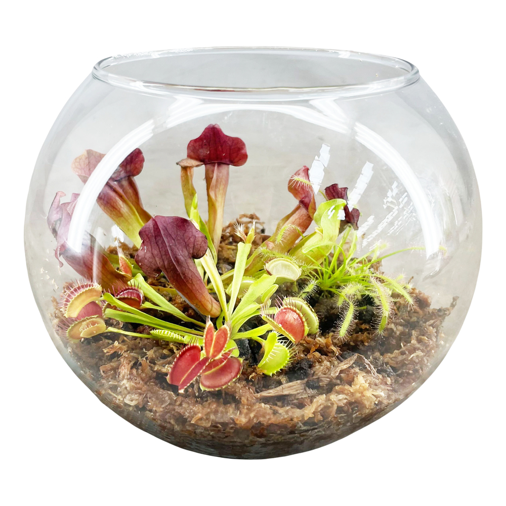 Plante carnivore, variétés variables : pot en verre D.19cm - H.16cm