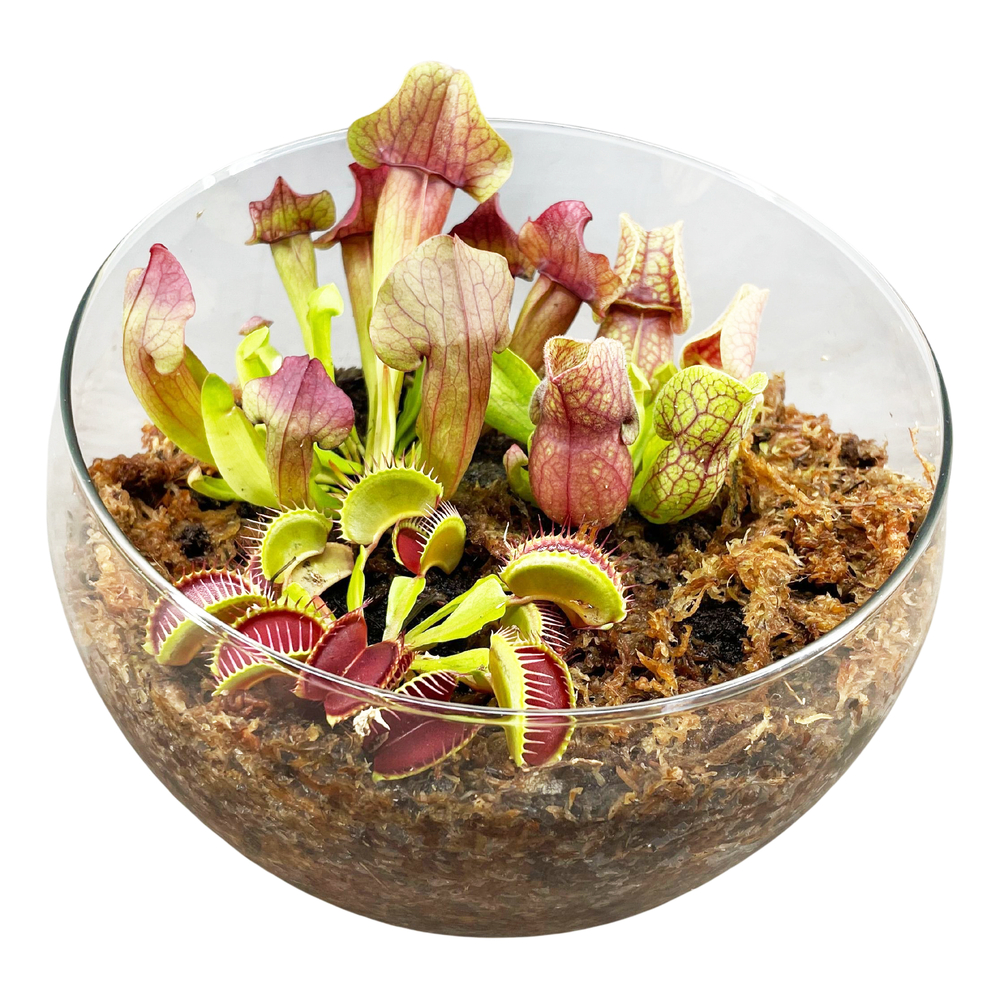 Plante carnivore, variétés variables : coupe en verre D.21cm - H.16cm