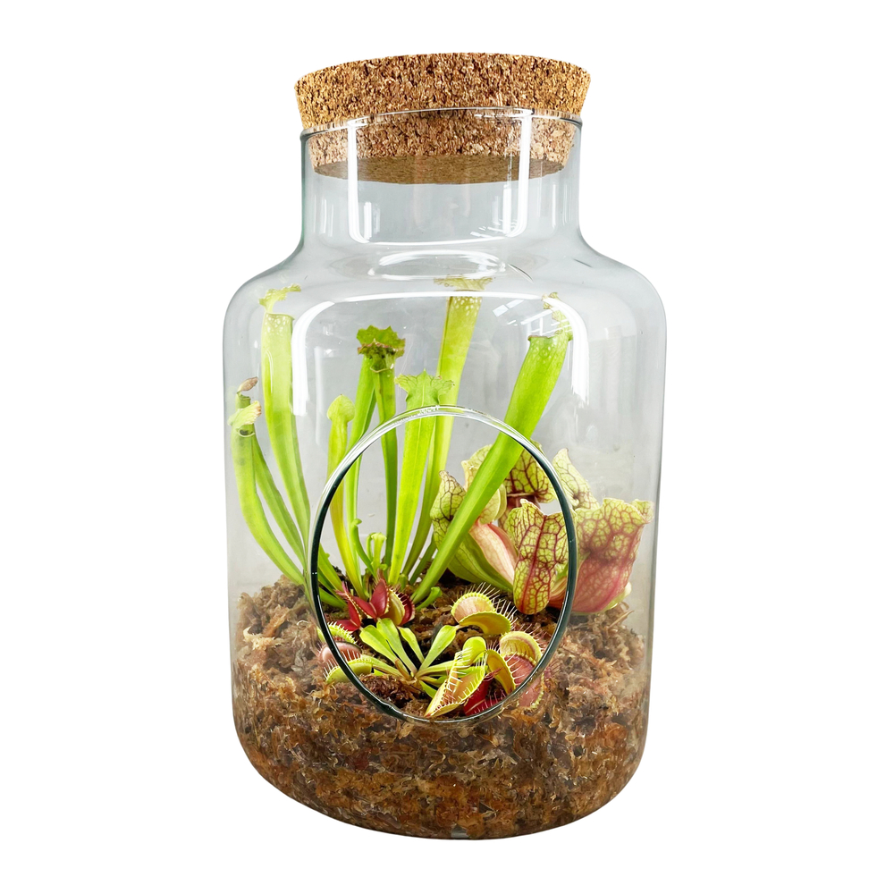 Plante carnivore, variétés variables : terrarium D.17cm - H.25cm