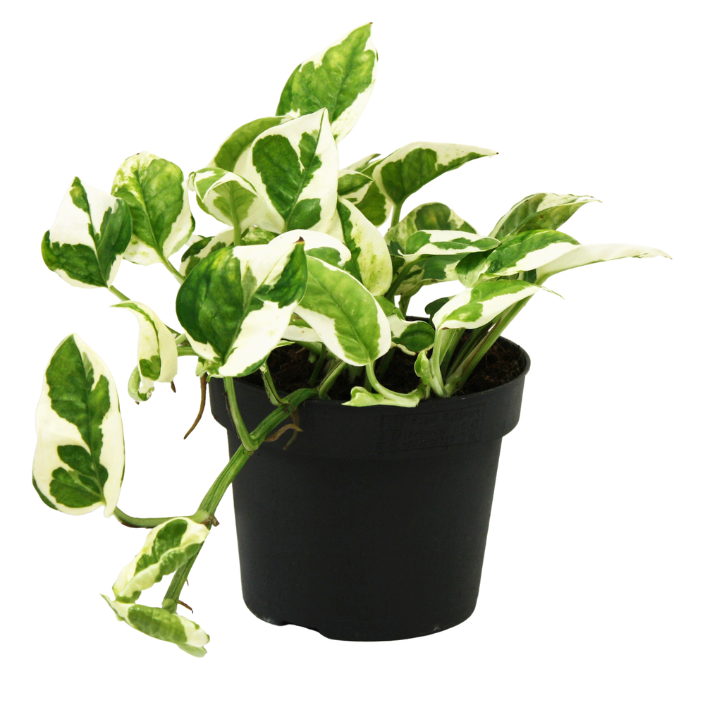 Scindapsus 'N'Joy' : pot D.12cm - H.25cm