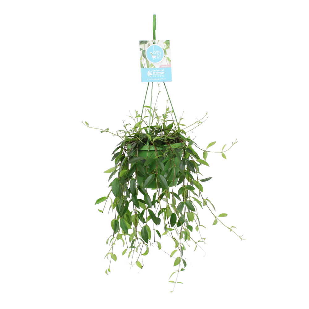 Plante verte mix, variétés variables : suspension D.14cm