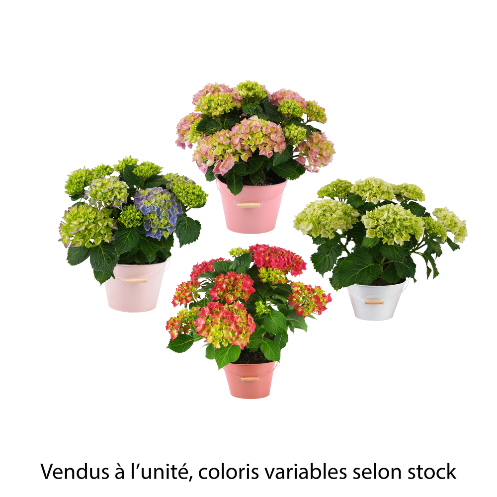Hortensia 10 fleurs, coloris variables : pot zinc D.25cm