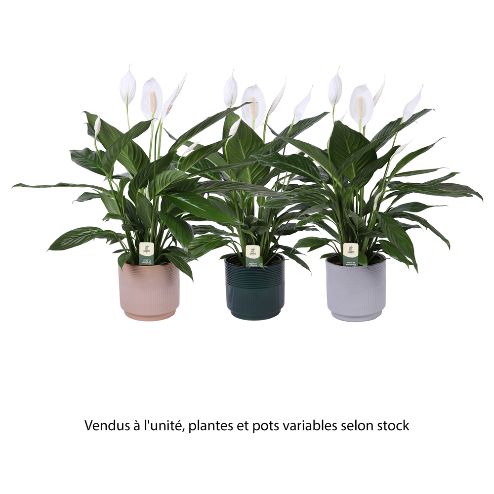 Spathiphyllum 'Bingo cupido' : pot céramique D.19cm
