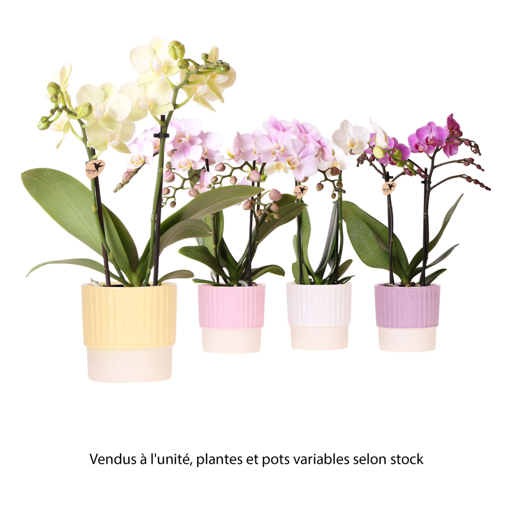Phalaenopsis 2 tiges, coloris variables : pot céramique D.10cm