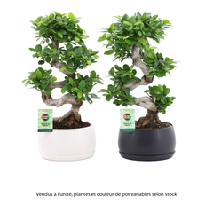 Ficus ginseng : coupe aux coloris variés D.25cm