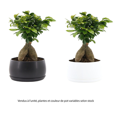 Ficus ginseng : coupe aux coloris variés D.25cm