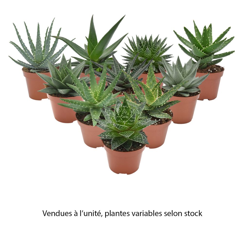 Aloe Haworthia mix : pot D.10,5cm