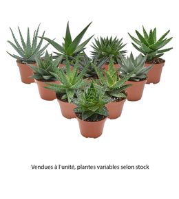 Aloe Haworthia mix : pot D.10,5cm