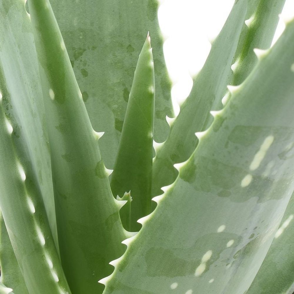 Aloe Medivera® 'Mistral' : pot D.12cm