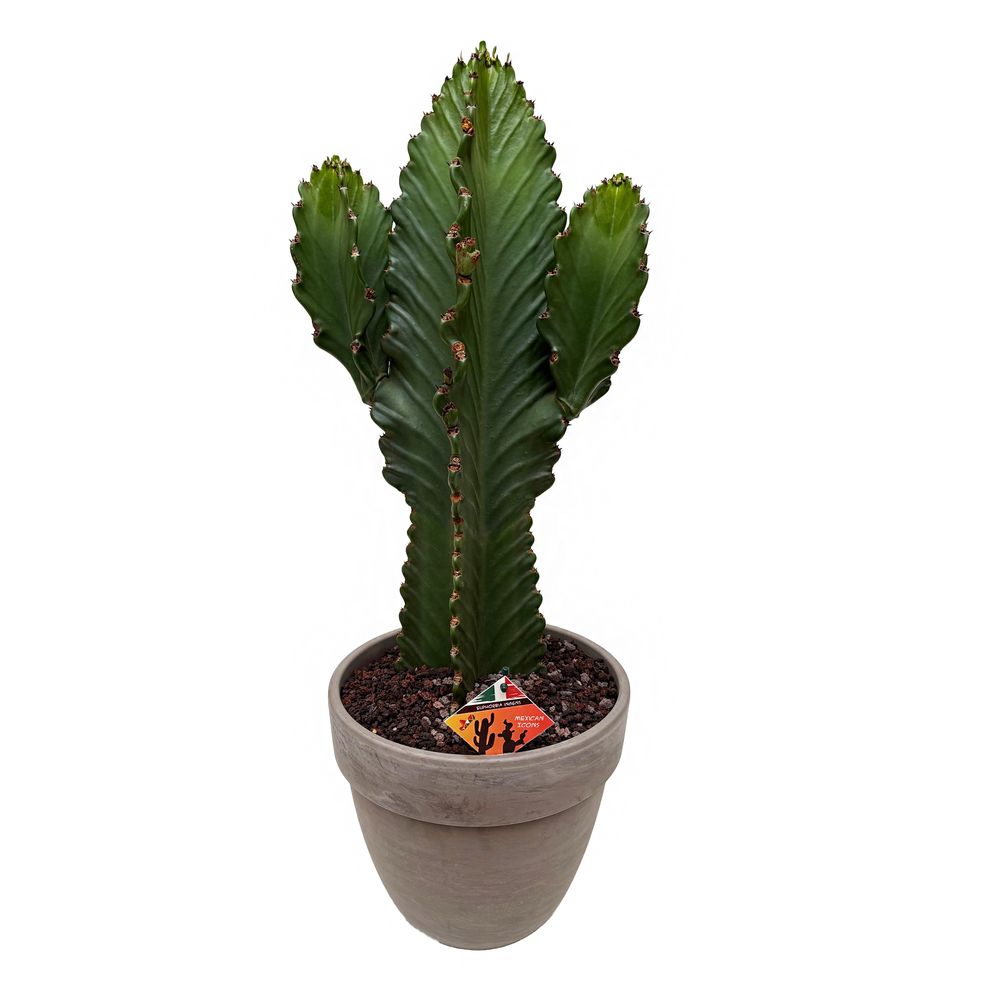 Euphorbe ingens : pot en terre cuite D.28cm