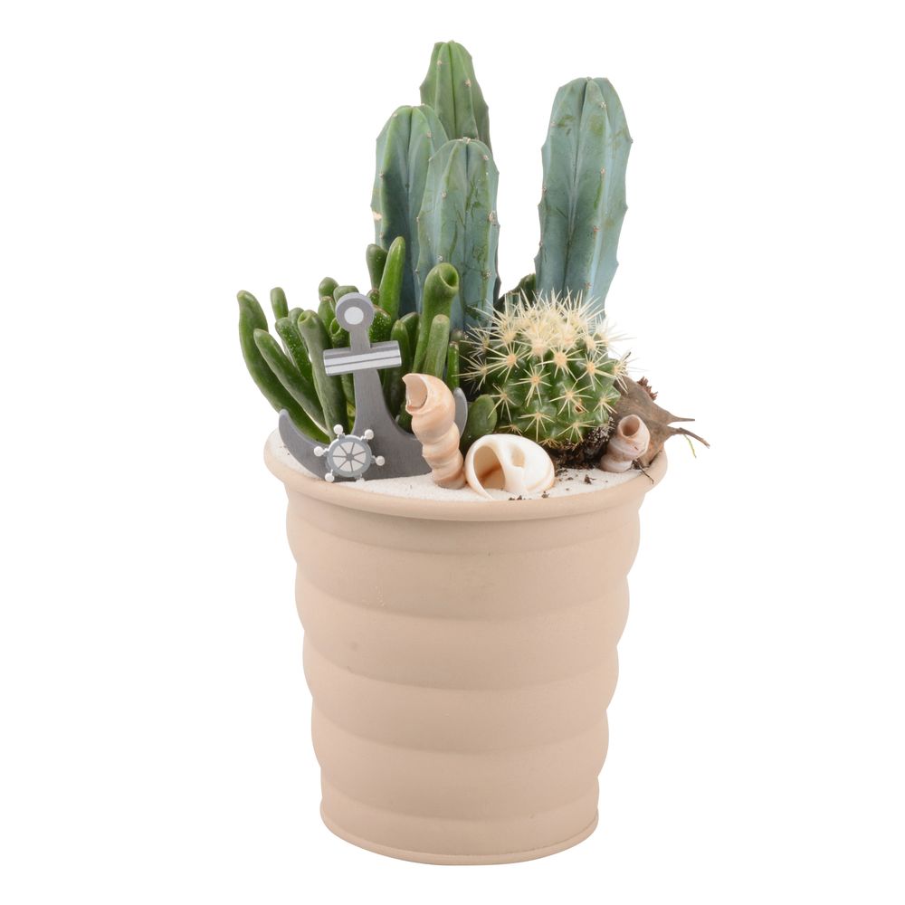 Composition de cactus : H.30cm - D.14cm 