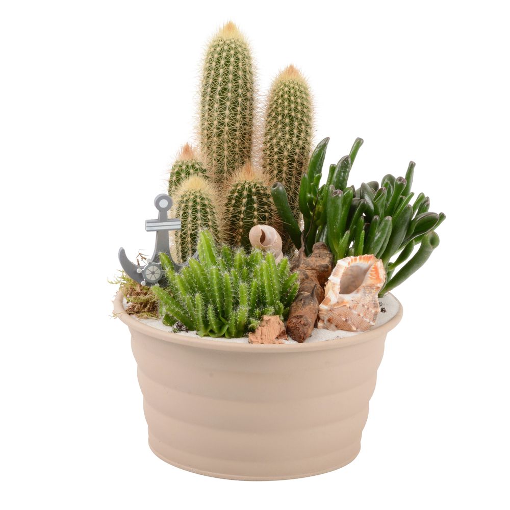 Composition de cactus : H.33cm - D.21cm 