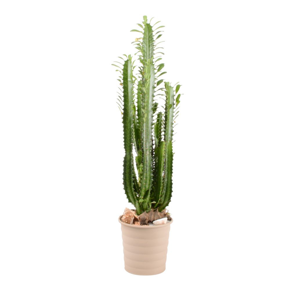 Composition d'Euphorbia : D.18cm