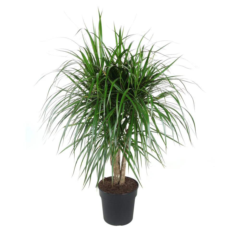 Dracaena marginata ramifié : pot D.27cm