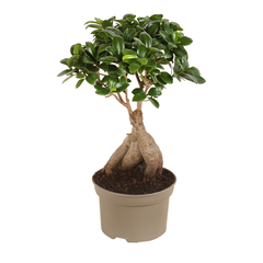 Ficus Ginseng : pot D.23cm