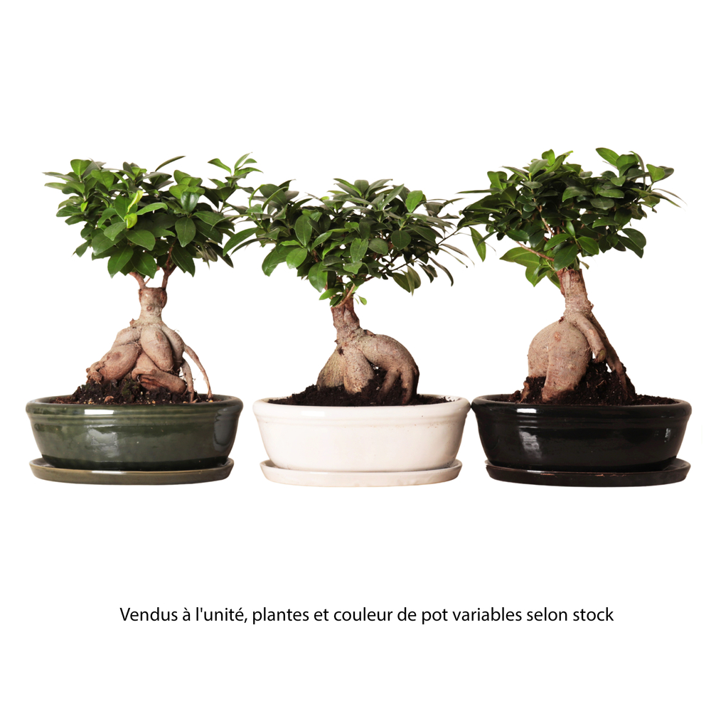Ficus Ginseng : coupe céramique D.30cm - H.45cm