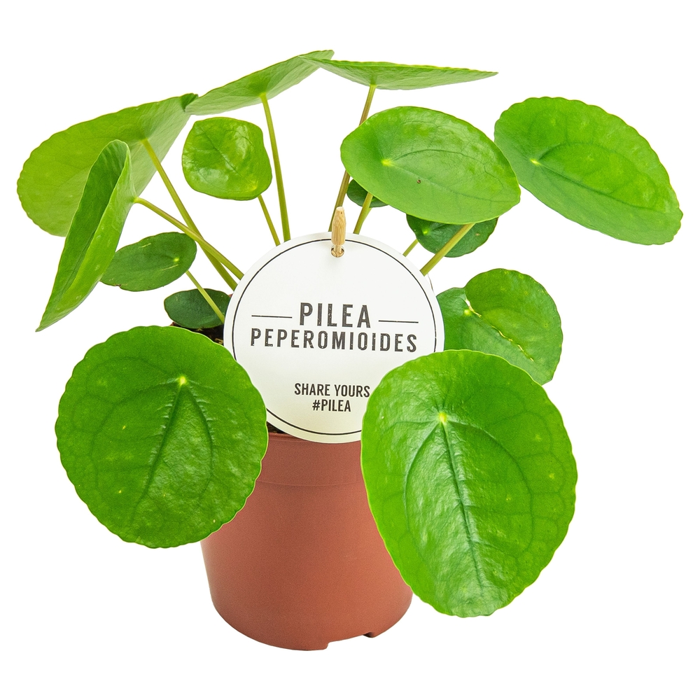 Pilea peperomioides : pot D.13cm - H.20cm