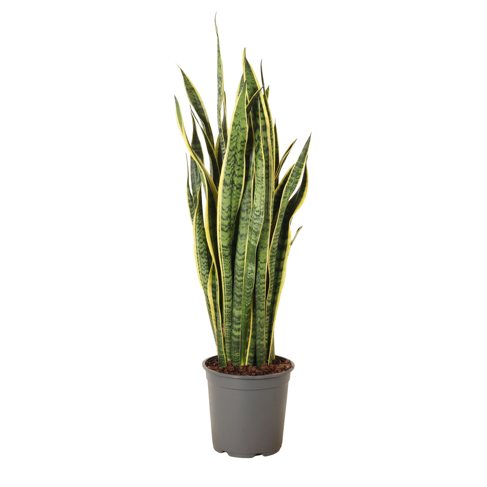 Sanseveria 'Laurentii' : pot D.24cm