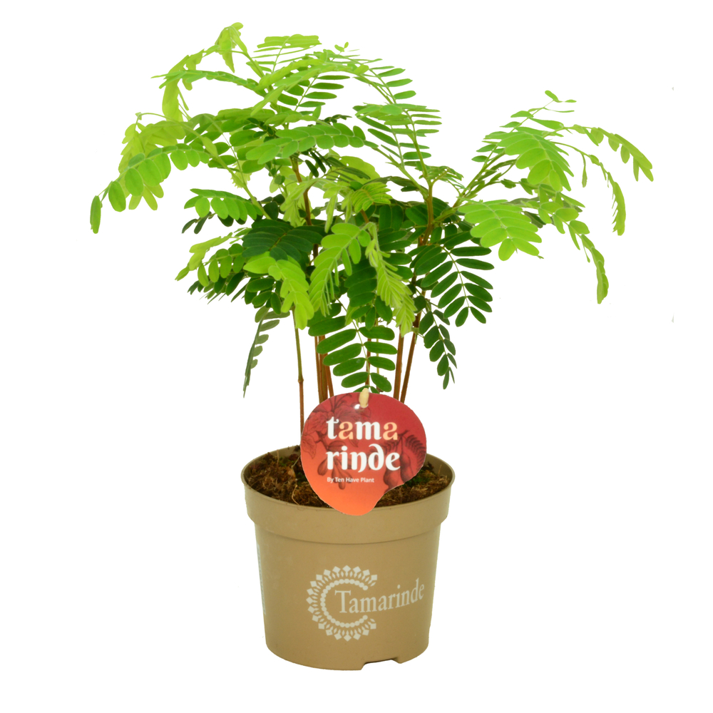 Tamarindus indica : pot D.13cm