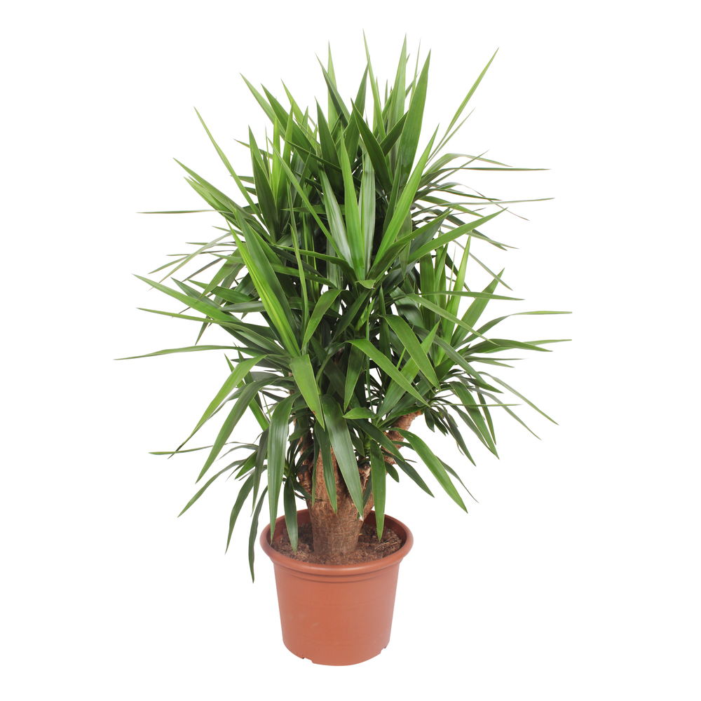 Yucca ramifié : pot D.40cm