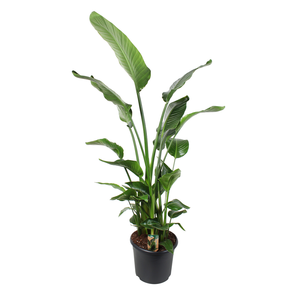 Strelitzia Nicolai, 3 pieds : pot D.30cm