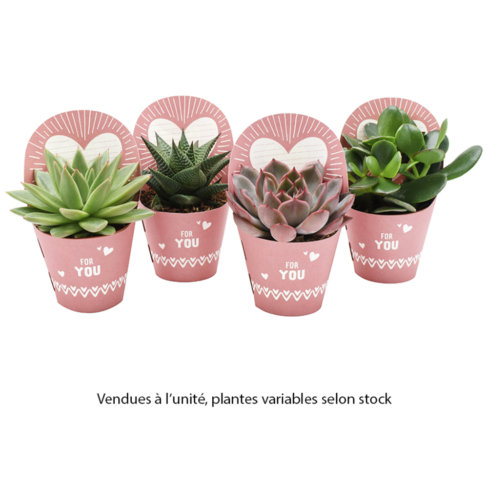 Succulente, variétés variables : pot D.8,5cm 