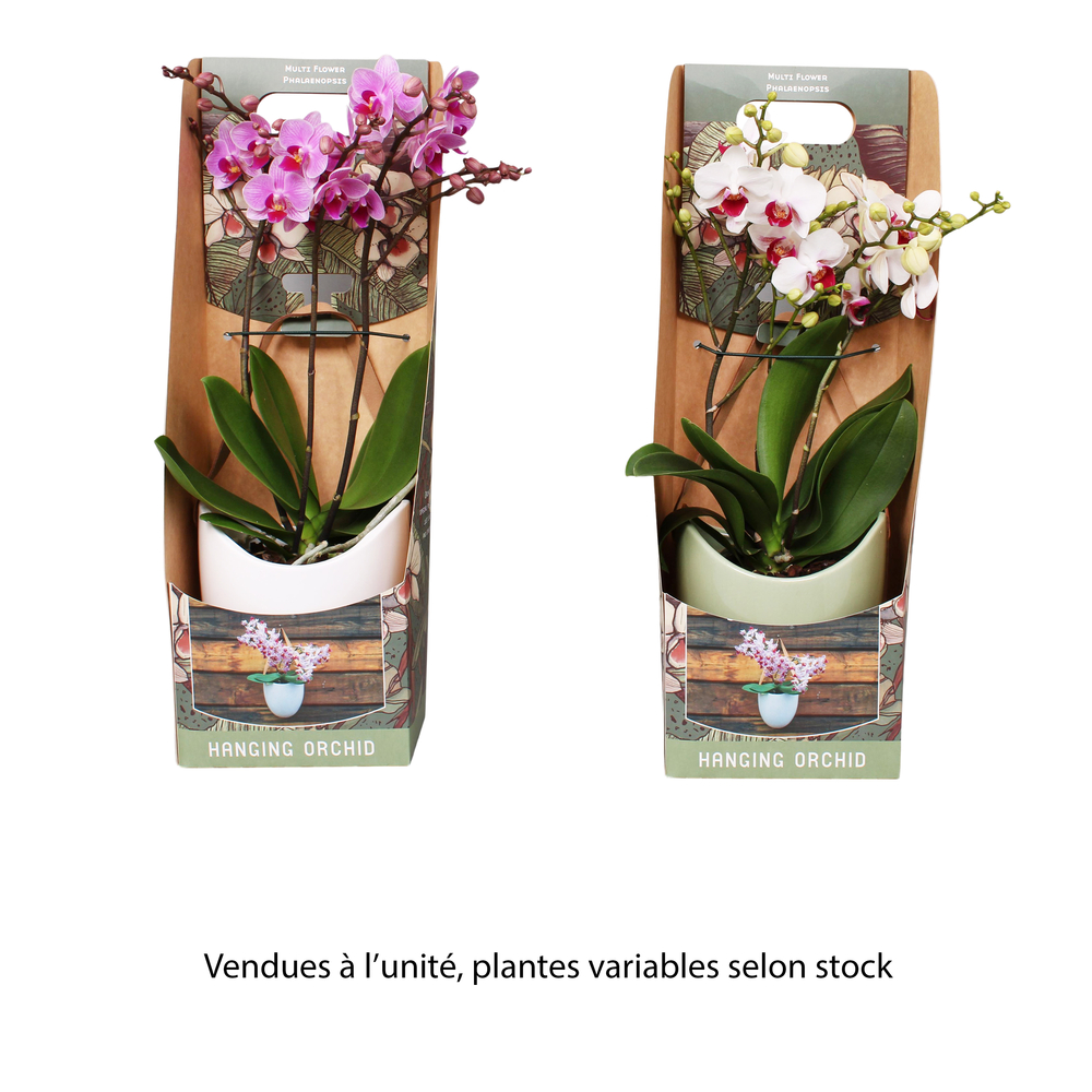 Phalaenopsis 'Multiflora' 2 tiges, coloris variés : suspension D.14cm
