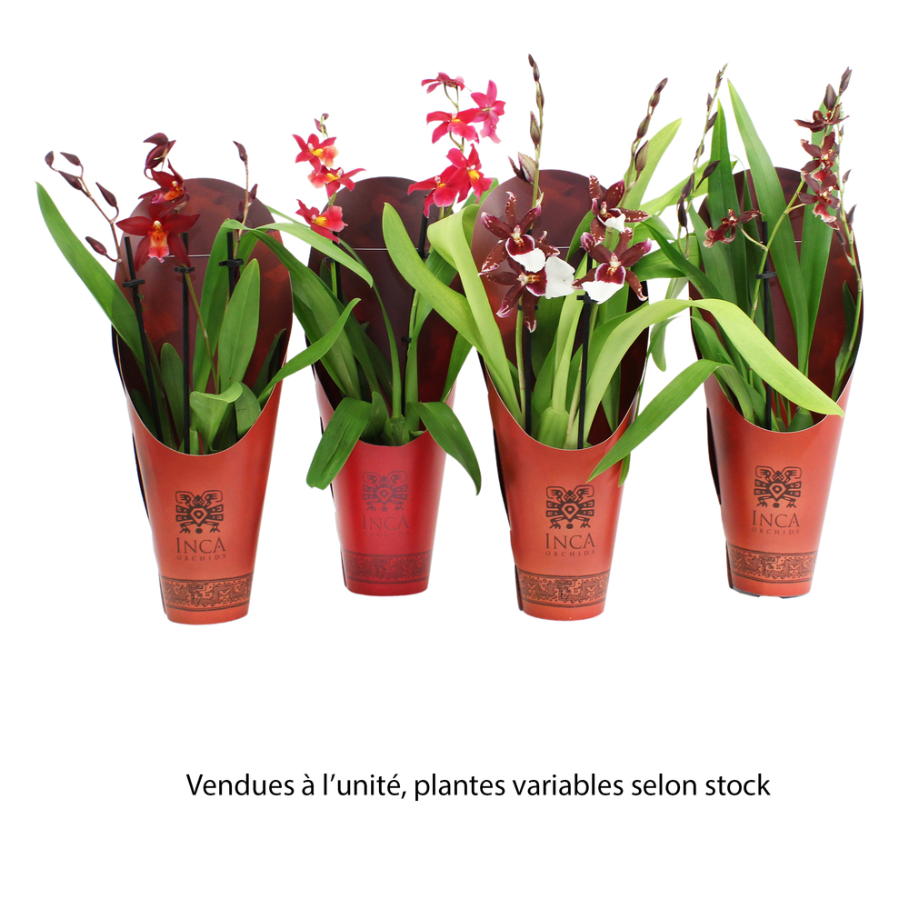 Cambria 'Red Beauty', 2 tiges : pot D.9cm