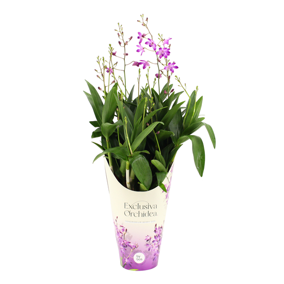 Dendrobium 'Berry Oda' : pot D.12cm