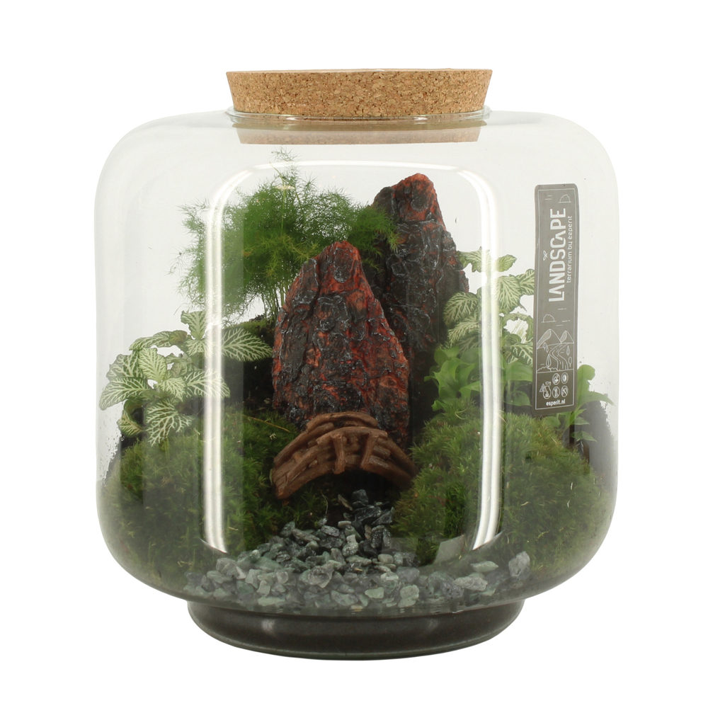 Terrarium Landscape - D.24cm