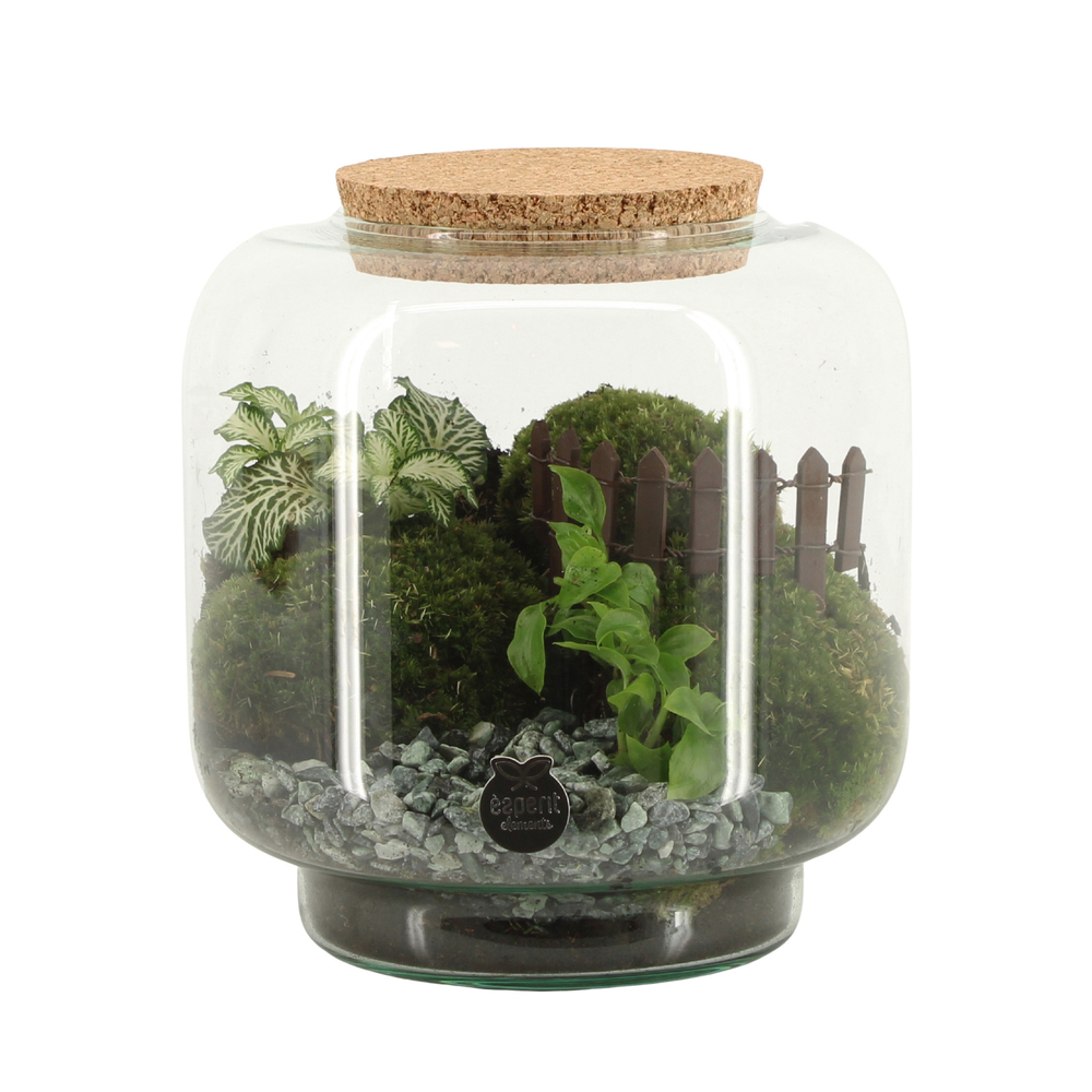 Terrarium Landscape - D.17cm