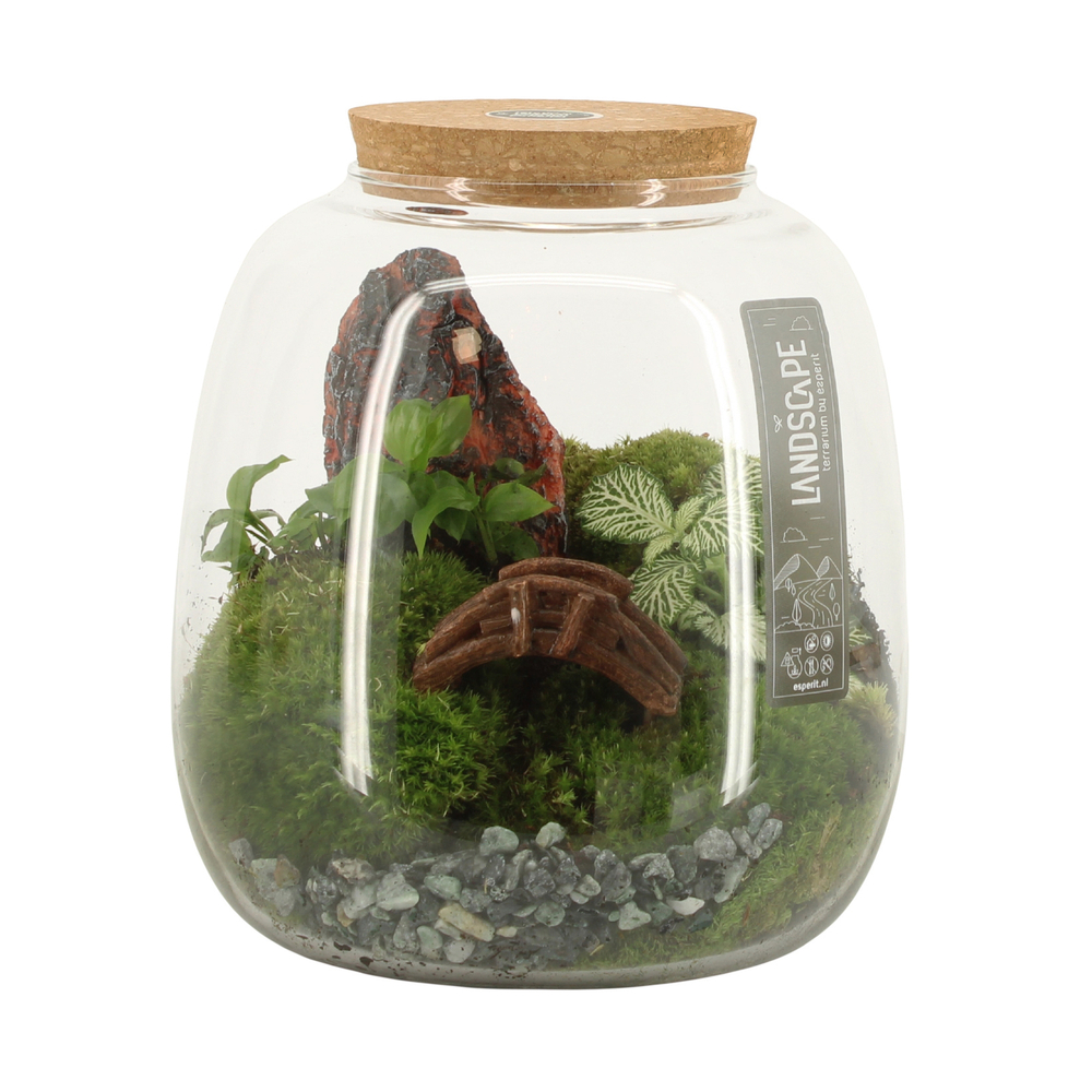 Terrarium Landscape - D.19cm