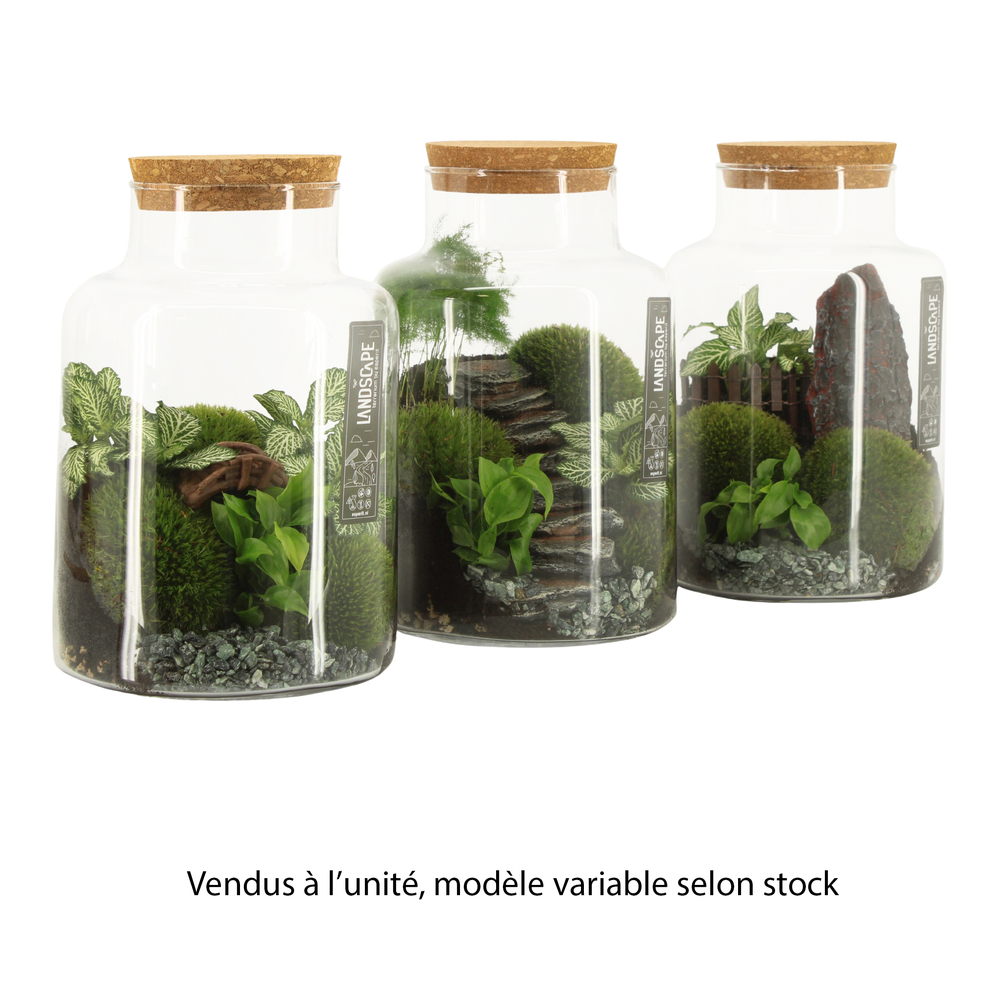 Terrarium Landscape, variétés variables - D.17cm