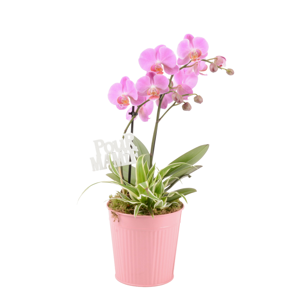 Composition de 2 Phalaenopsis de 2 tiges : pot zinc D.13cm