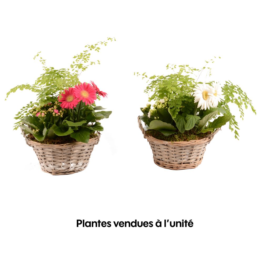 Panier de 3 plantes fleuries - D.23cm