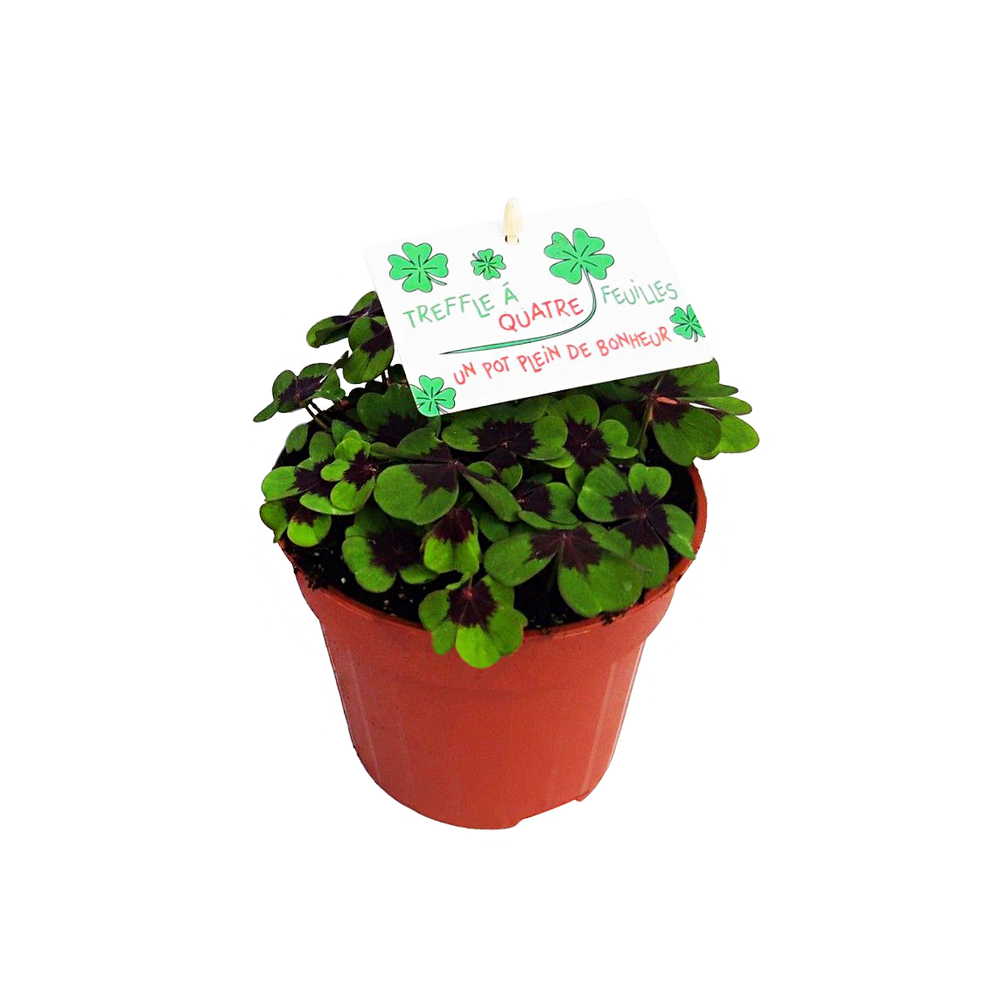 Oxalis trèfle à 4 feuilles : pot D.13cm