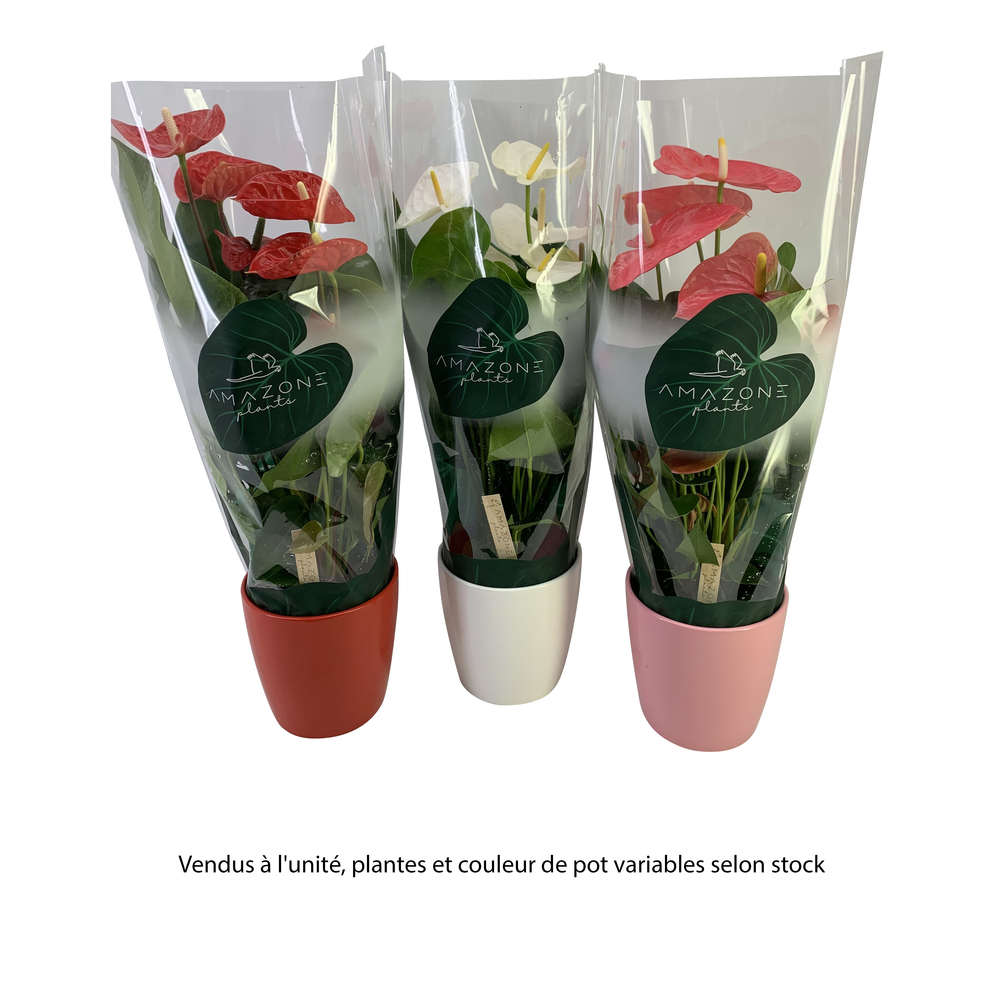 Anthurium, coloris variables : cache-pot en céramique D.19cm