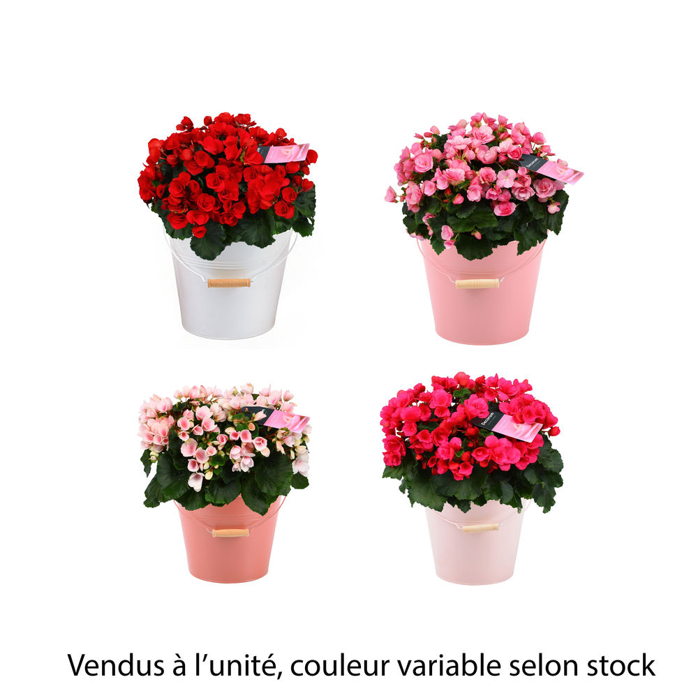 Bégonia betulia, coloris variables : pot en zinc D.21cm