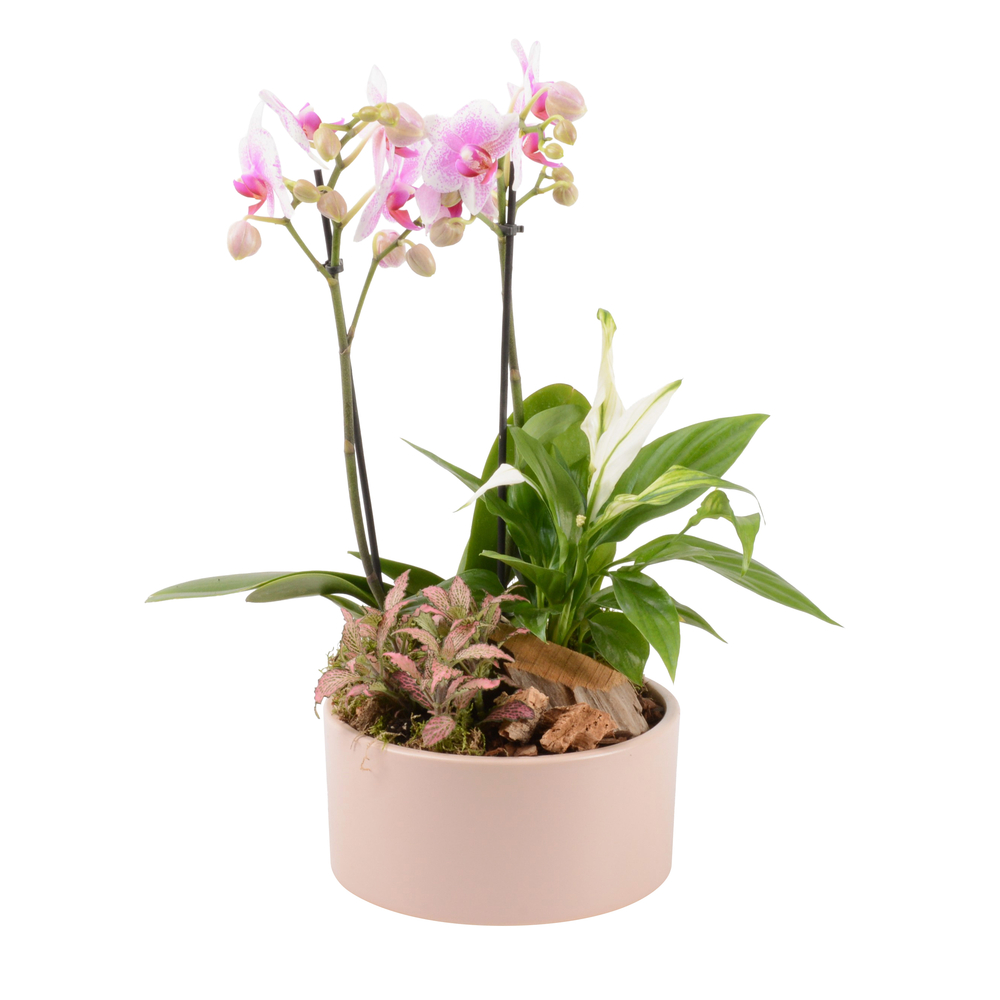 Composition de 3 Phalaenopsis : pot D.18cm
