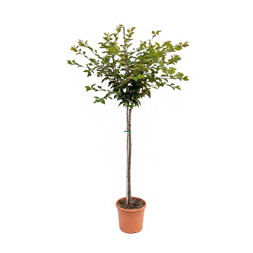 Prunus 'Accolade' : pot 15L
