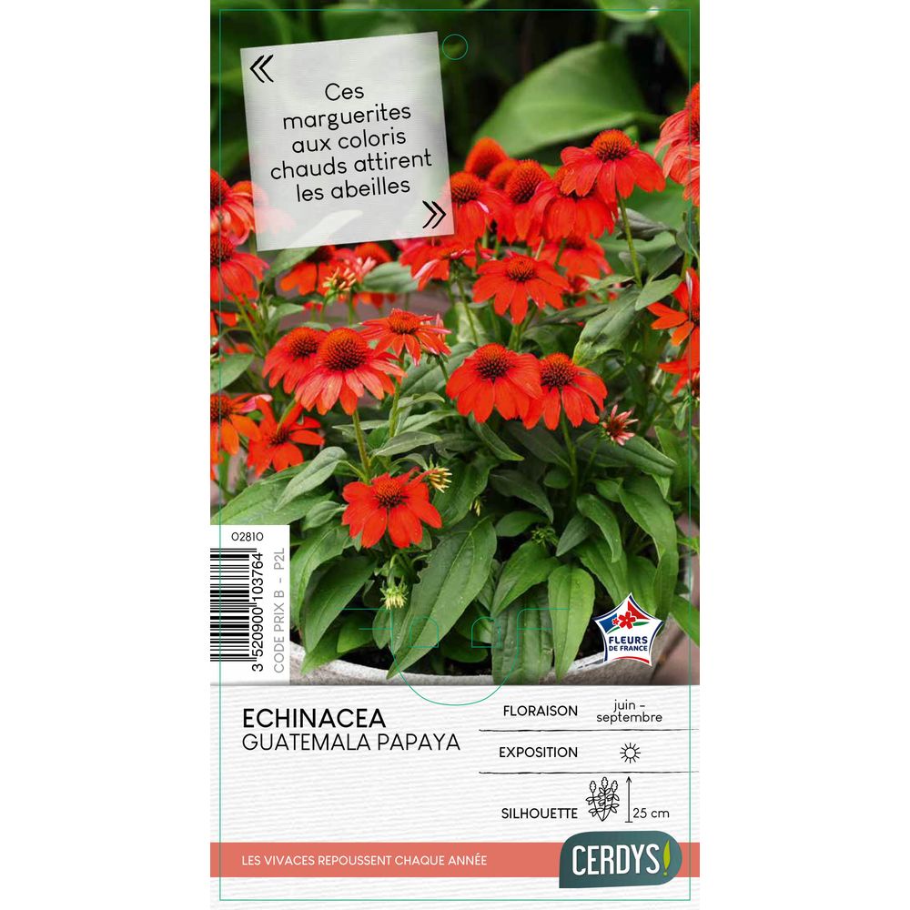 Echinacea 'Guatemala Papaya' : pot 2L