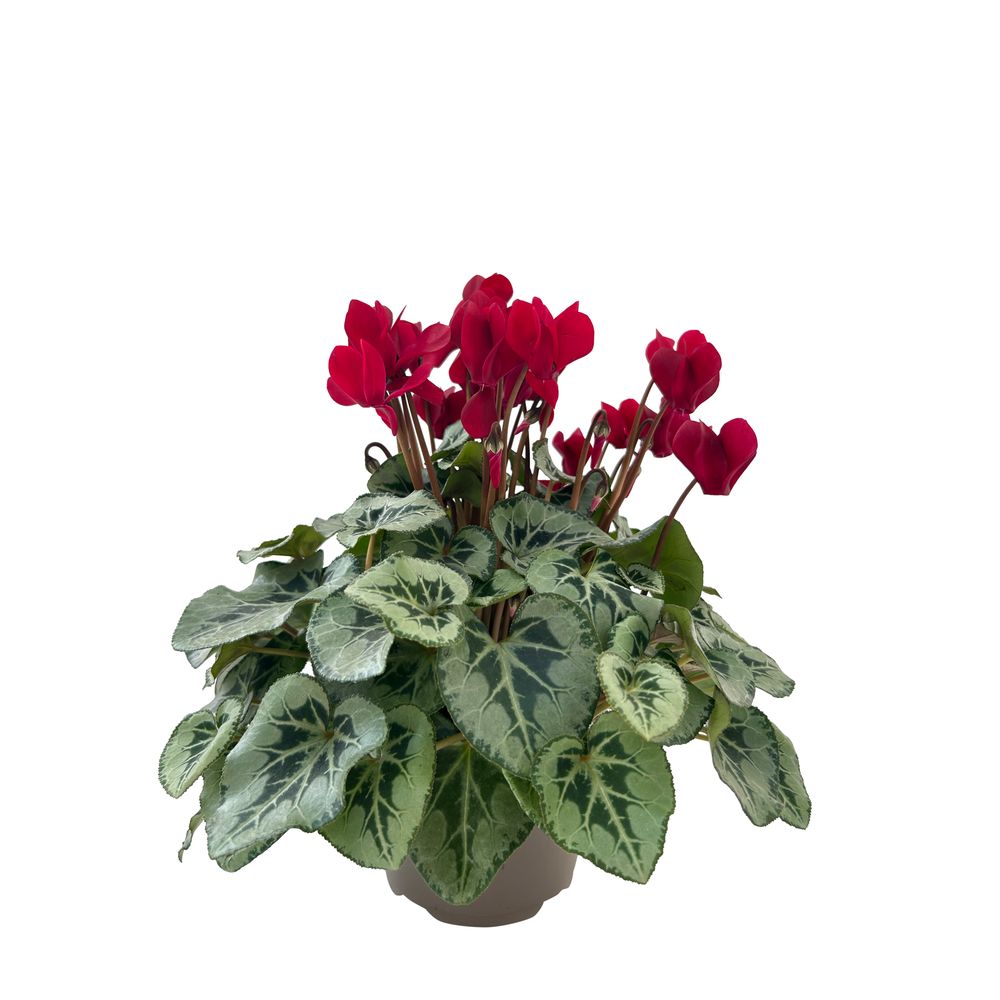 Cyclamen de Perse 'Tuxedo®' : pot D.12cm