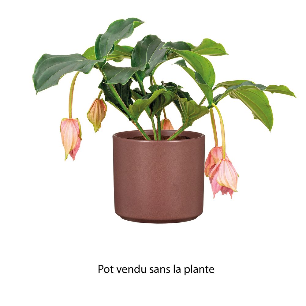 Cache-pot Marsala en céramique, coloris grenat - D.13,6cm