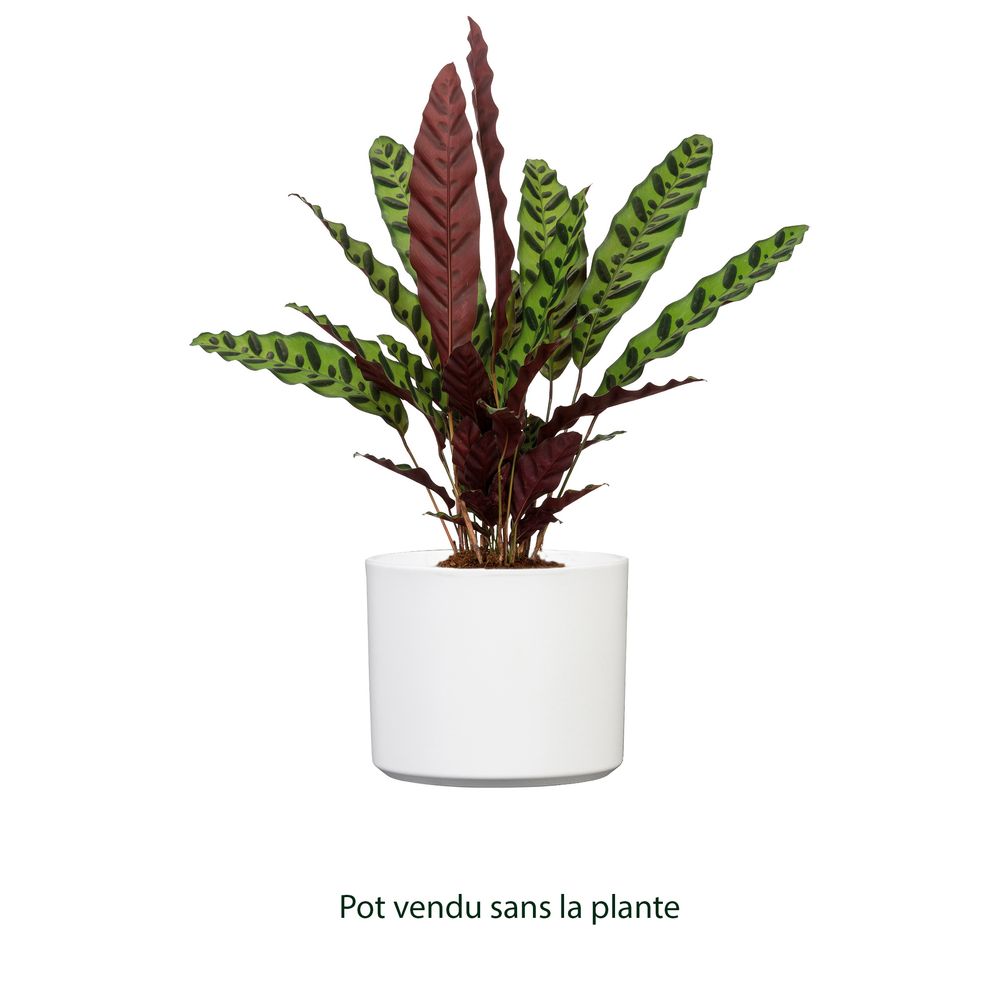 Cache-pot Panna en céramique, coloris blanc - D.13,6cm